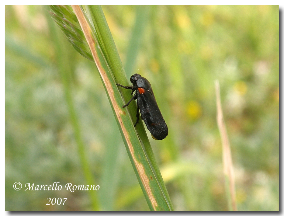 Cercopis sp., forma melanica?, sulle Madonie